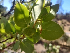 Arctostaphylos viscida mariposa