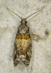 Epinotia