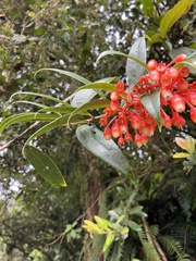 Psammisia graebneriana