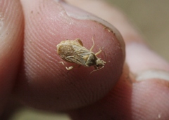 Aufeius impressicollis