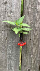 Solanum dulcamara