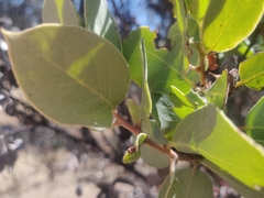 Arctostaphylos viscida mariposa
