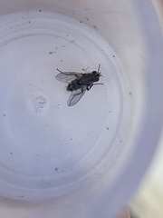 Brachycera