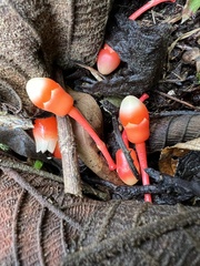 Psammisia graebneriana