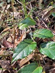 Aristolochia praevenosa
