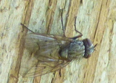 Muscina stabulans