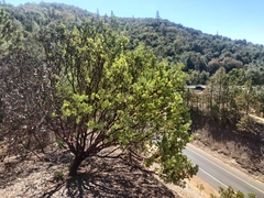 Arctostaphylos viscida mariposa