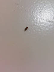 Drosophila melanogaster