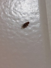 Drosophila melanogaster