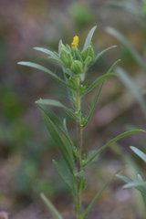 Madia glomerata