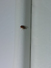 Drosophila melanogaster
