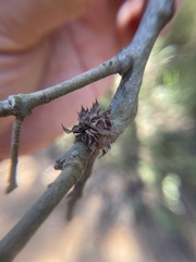 Dryocosmus floridensis