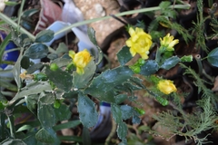 Brasiliopuntia brasiliensis
