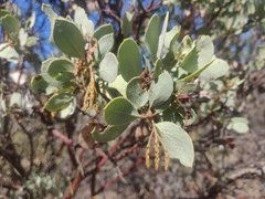 Arctostaphylos viscida mariposa