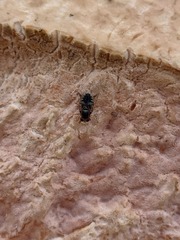 Lindneromyia dorsalis