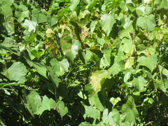 Vitis labrusca