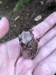 Cortinarius traganus