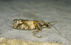 Epinotia