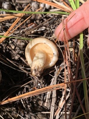 Suillus kaibabensis