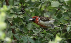 Lybius vieilloti