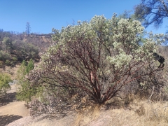 Arctostaphylos viscida mariposa