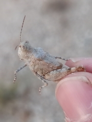 Sphingonotus caerulans
