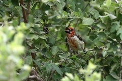 Lybius vieilloti
