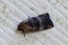 Elaphria chalcedonia