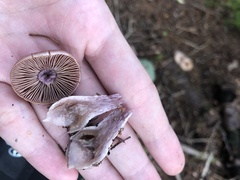 Cortinarius traganus