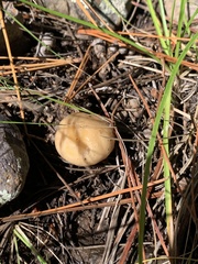 Suillus kaibabensis