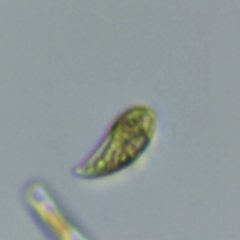 Cryptista