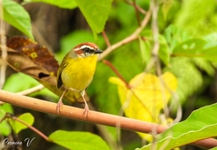 Basileuterus rufifrons