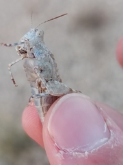 Sphingonotus caerulans