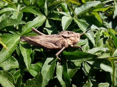 Xyleus discoideus
