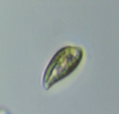 Cryptista