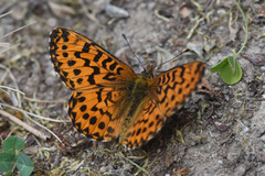 Boloria chariclea