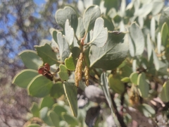 Arctostaphylos viscida mariposa
