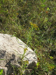 Solidago riddellii