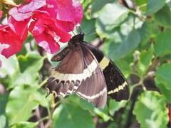 Papilio garamas garamas