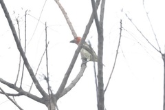 Lybius vieilloti