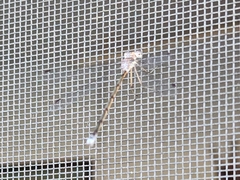Lestes vidua