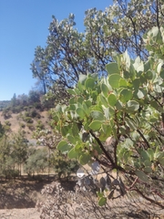Arctostaphylos viscida mariposa