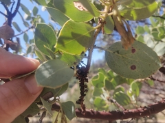 Arctostaphylos viscida mariposa
