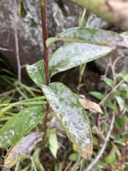 Doellingeria umbellata
