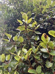 Weinmannia rollottii