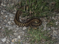Vipera seoanei