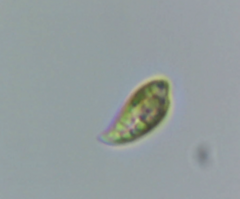 Cryptista