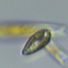 Cryptista