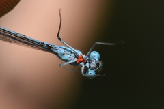 Arrenurus