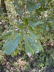 Quercus oglethorpensis